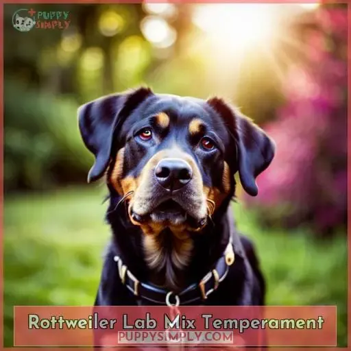 Rottweiler Lab Mix Temperament