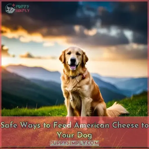 Safe Ways to Feed American Cheese to Your Dog