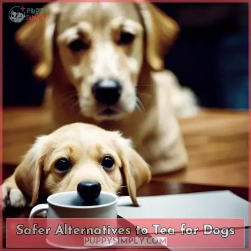 Safer Alternatives to Tea for Dogs