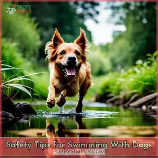 Safety Tips for Swimming With Dogs