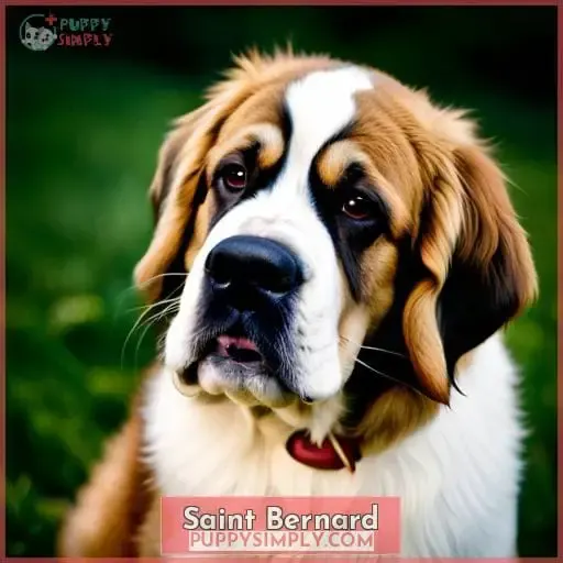 Saint Bernard