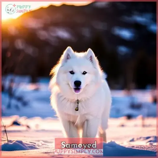 Samoyed