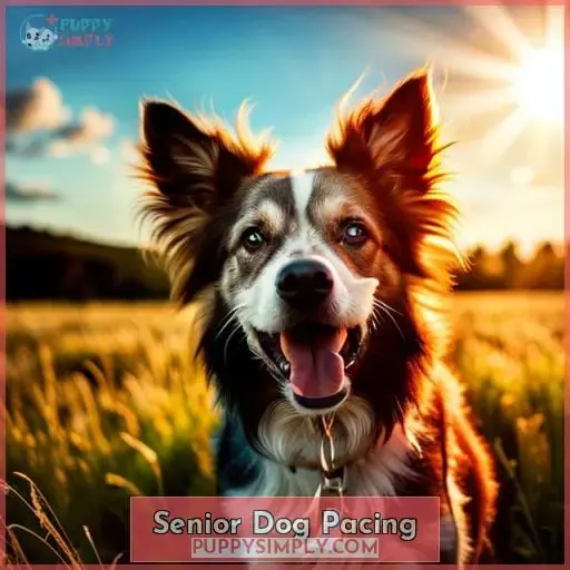 Senior Dog Pacing