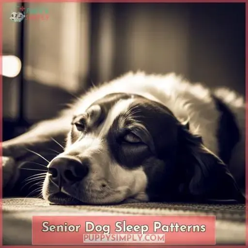 Senior Dog Sleep Patterns