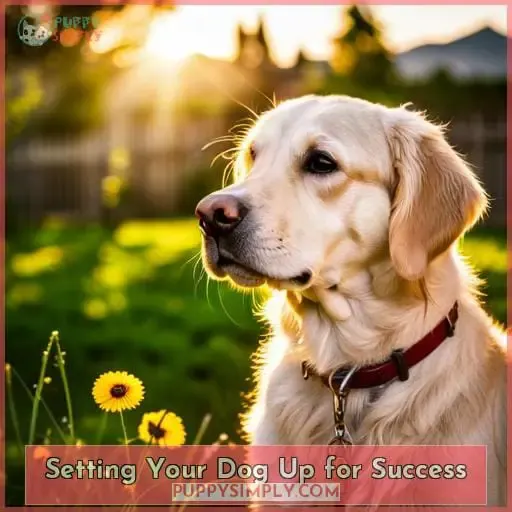 Setting Your Dog Up for Success