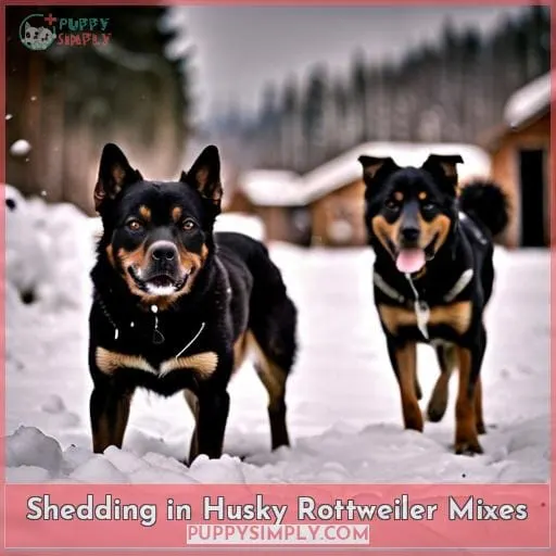 Shedding in Husky Rottweiler Mixes