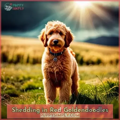 Shedding in Red Goldendoodles