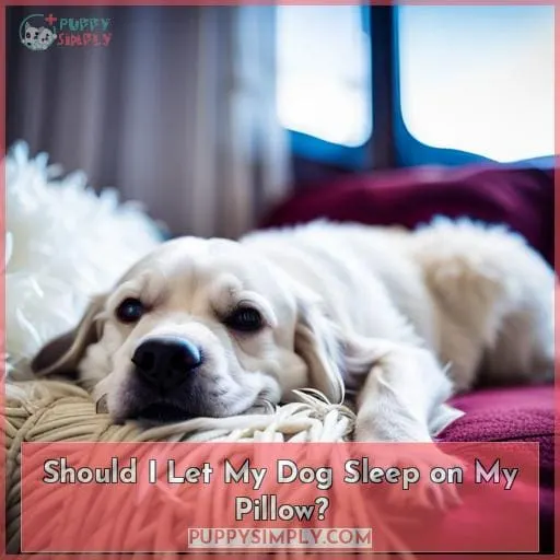 Should I Let My Dog Sleep on My Pillow?