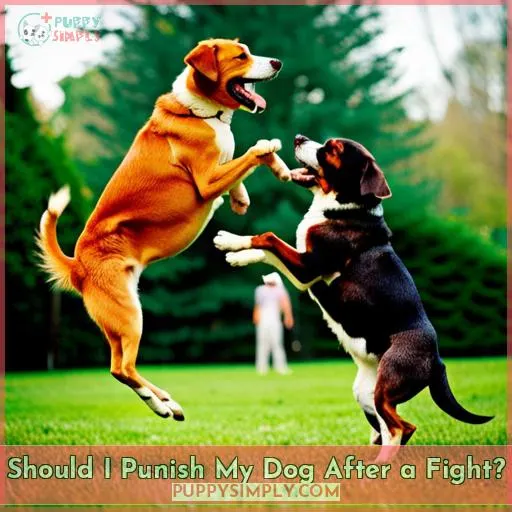 Should I Punish My Dog After a Fight?