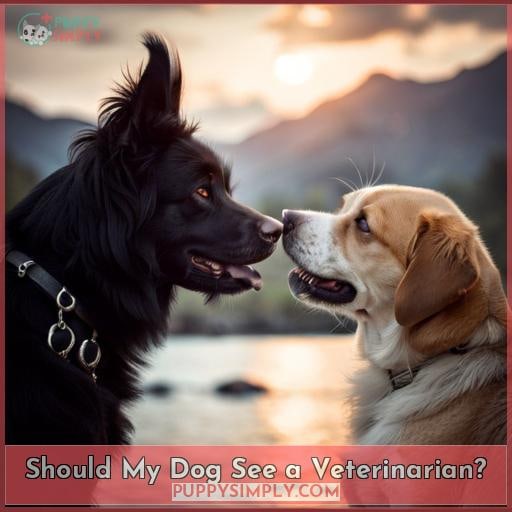 Should My Dog See a Veterinarian?