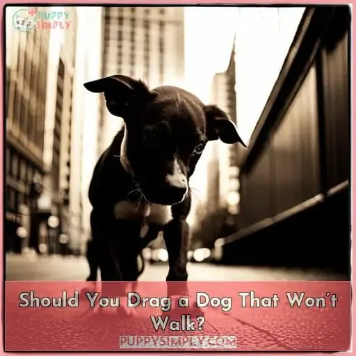 Should You Drag a Dog That Won’t Walk?