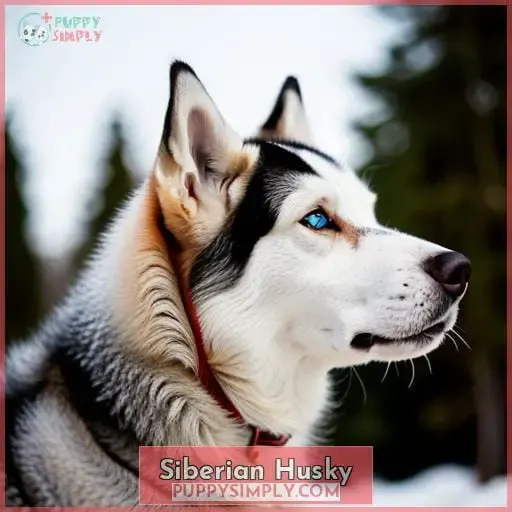 Siberian Husky