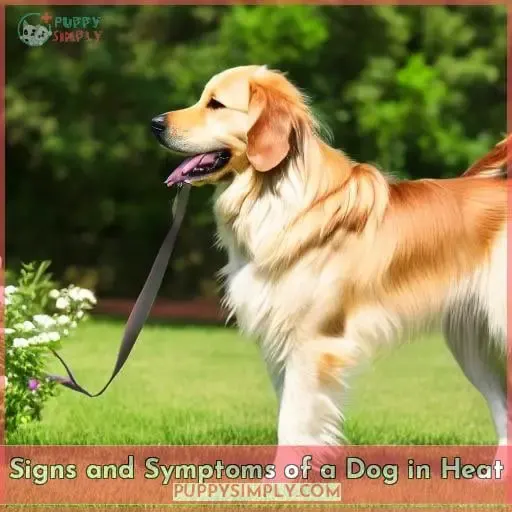 Signs and Symptoms of a Dog in Heat