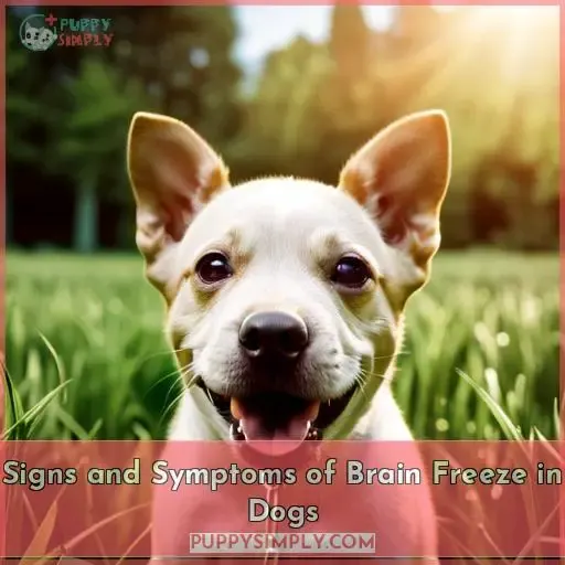 Signs and Symptoms of Brain Freeze in Dogs