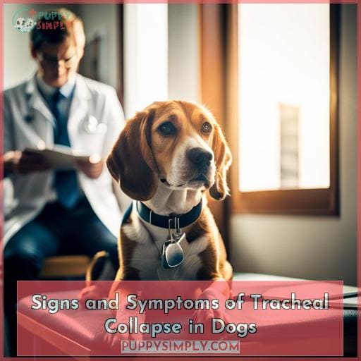 When is it Time to Say Goodbye to a Dog With Tracheal Collapse?