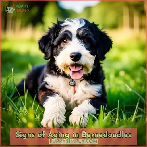 Signs of Aging in Bernedoodles