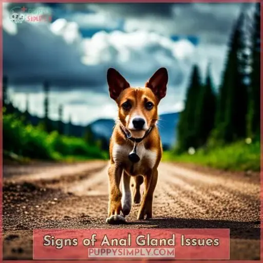 Signs of Anal Gland Issues