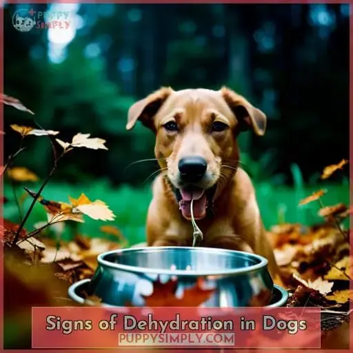 Signs of Dehydration in Dogs