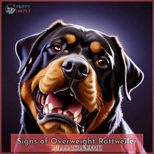 Signs of Overweight Rottweiler