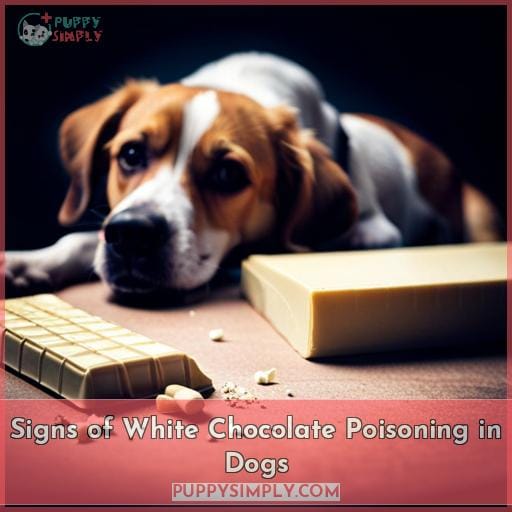 Signs of White Chocolate Poisoning in Dogs