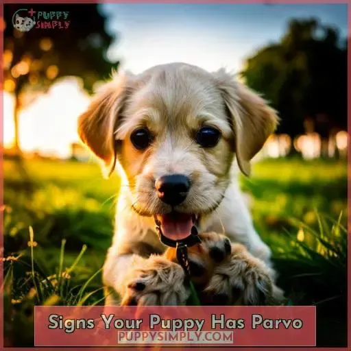 Signs Your Puppy Has Parvo