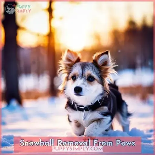 Snowball Removal From Paws