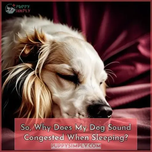 So, Why Does My Dog Sound Congested When Sleeping?