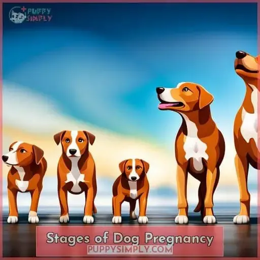 Stages of Dog Pregnancy