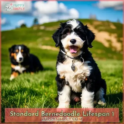 standard bernedoodle lifespan 1