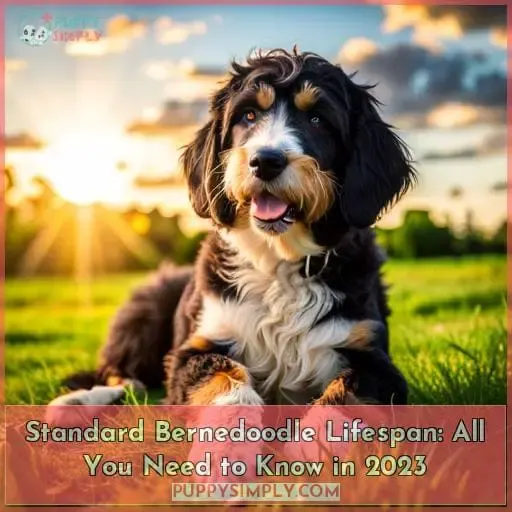 standard bernedoodle lifespan