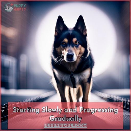 How to Build Dog Muscle The Best Exercises & Tips