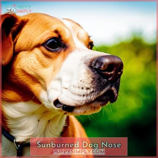 Sunburned Dog Nose