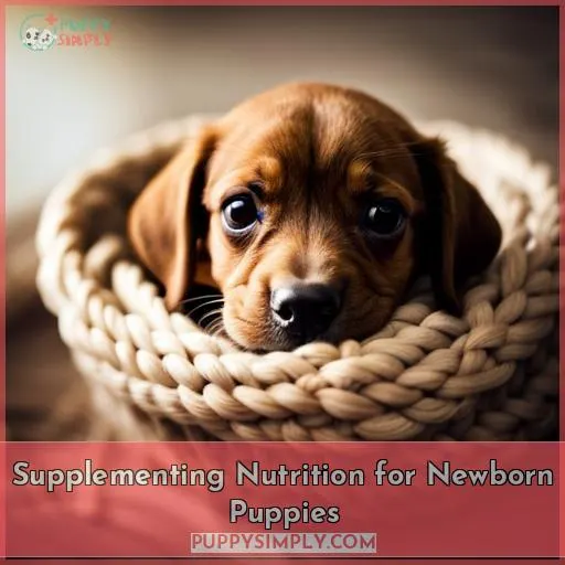 Supplementing Nutrition for Newborn Puppies