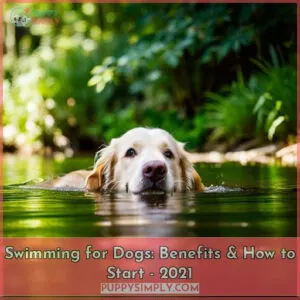 swimming for dogs