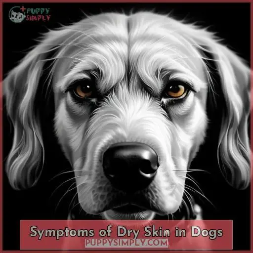 Symptoms of Dry Skin in Dogs