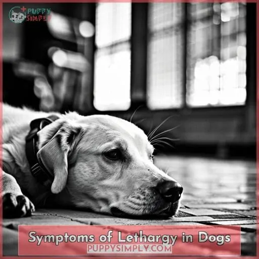 Symptoms of Lethargy in Dogs