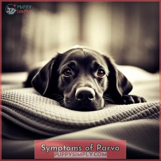 Symptoms of Parvo