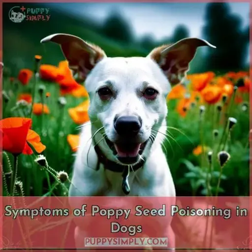 Symptoms of Poppy Seed Poisoning in Dogs
