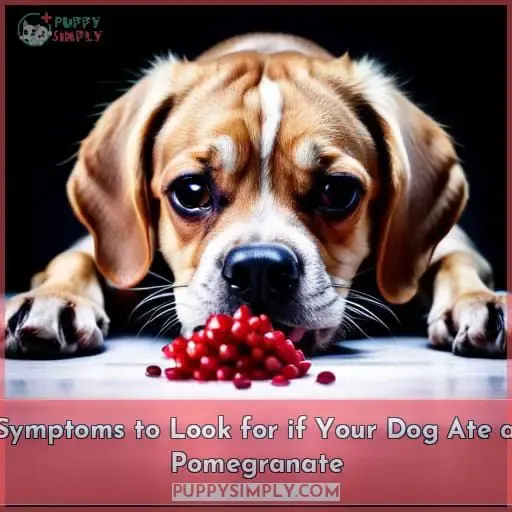 Symptoms to Look for if Your Dog Ate a Pomegranate