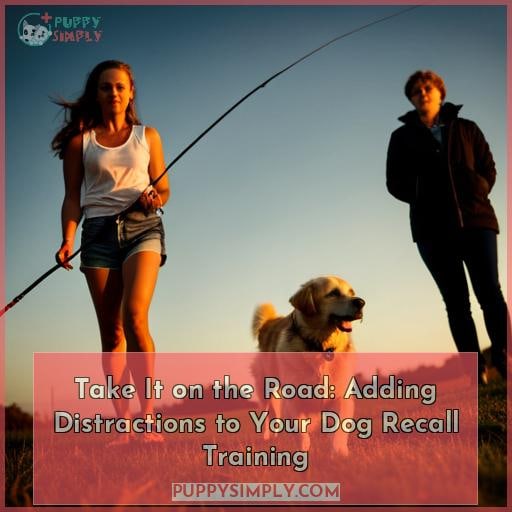 Take It on the Road: Adding Distractions to Your Dog Recall Training