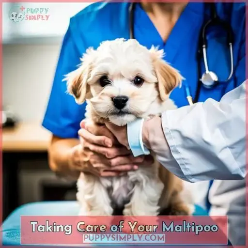 Taking Care of Your Maltipoo
