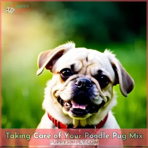 Taking Care of Your Poodle Pug Mix