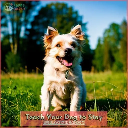 Teach Your Dog to Stay