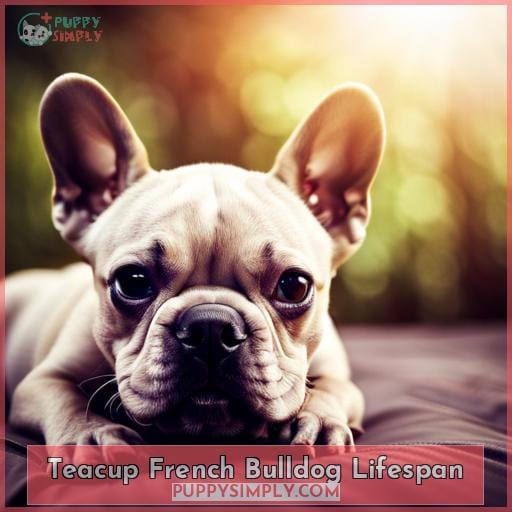 Teacup French Bulldog Lifespan