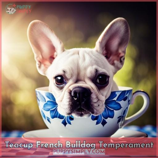 Teacup French Bulldog Temperament