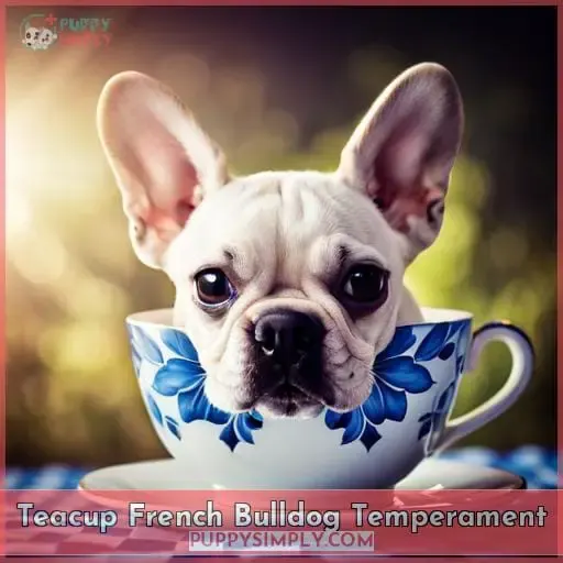 Teacup French Bulldog Temperament