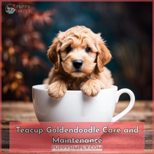Teacup Goldendoodle Care and Maintenance