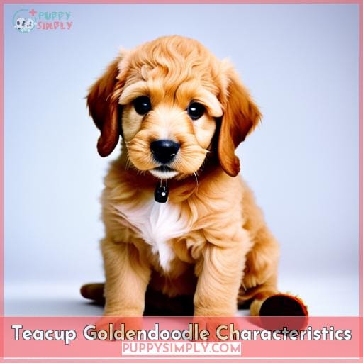 Teacup Goldendoodle Characteristics