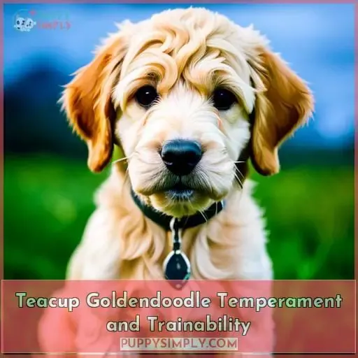 Teacup Goldendoodle Temperament and Trainability