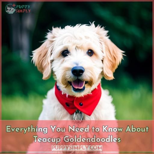 Everything You Need to Know About Teacup Goldendoodles
